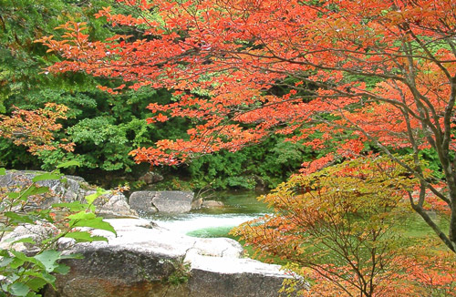 赤沢自然休養林の紅葉の写真